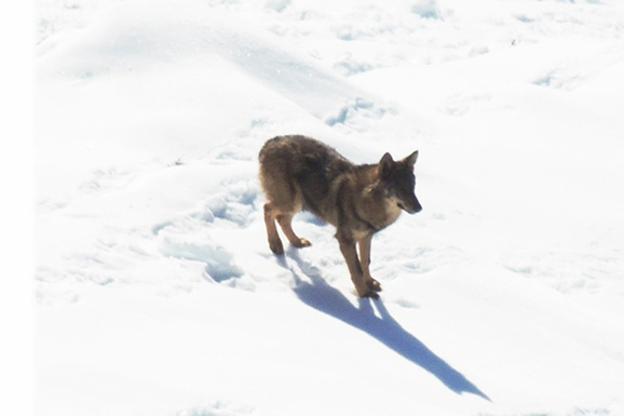 Avistan un lobo a las afueras de la localidad de Amieva