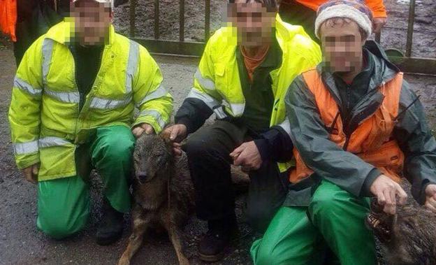 Los ecologistas denuncian ante Fiscalía la caza de dos lobos en una batida de jabalí