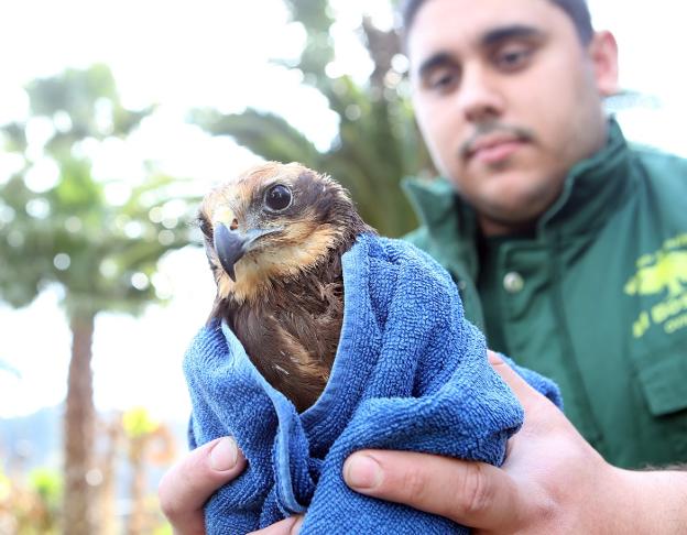 'Pelayo', durante su estancia en el núcleo zoológico El Bosque. 