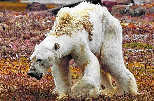 El moribundo oso polar, en la isla de Baffin. 