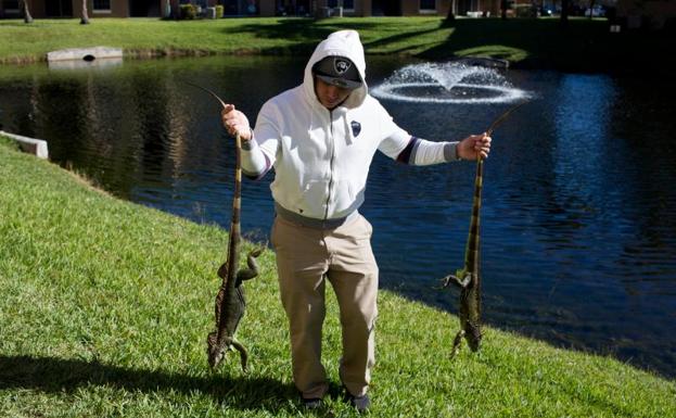 Llueven iguanas congeladas en Florida