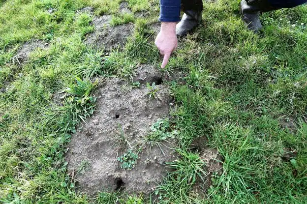 Varios agujeros provocados por la rata topo en una parcela. 