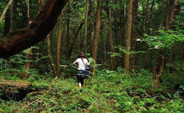 Aokigahara, el bosque de los suicidios