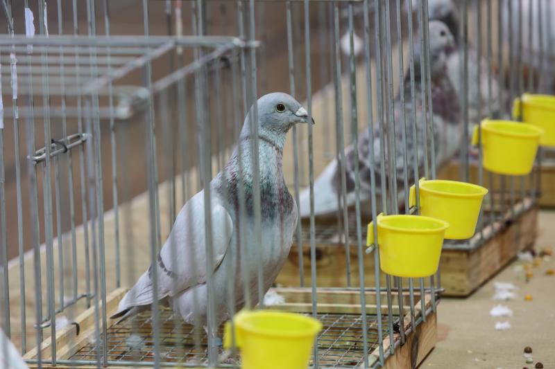Centenares de palomas mensajeras se exponen este fin de semana en el polideportivo de El Quirinal en la XLIII Exposición y Jornada Nacional de la Paloma mensajera