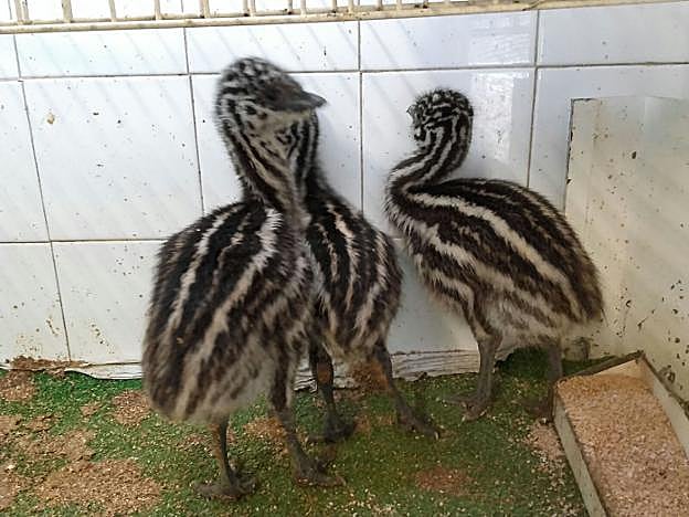 Tres de los polluelos de emú recién nacidos en el parque. 