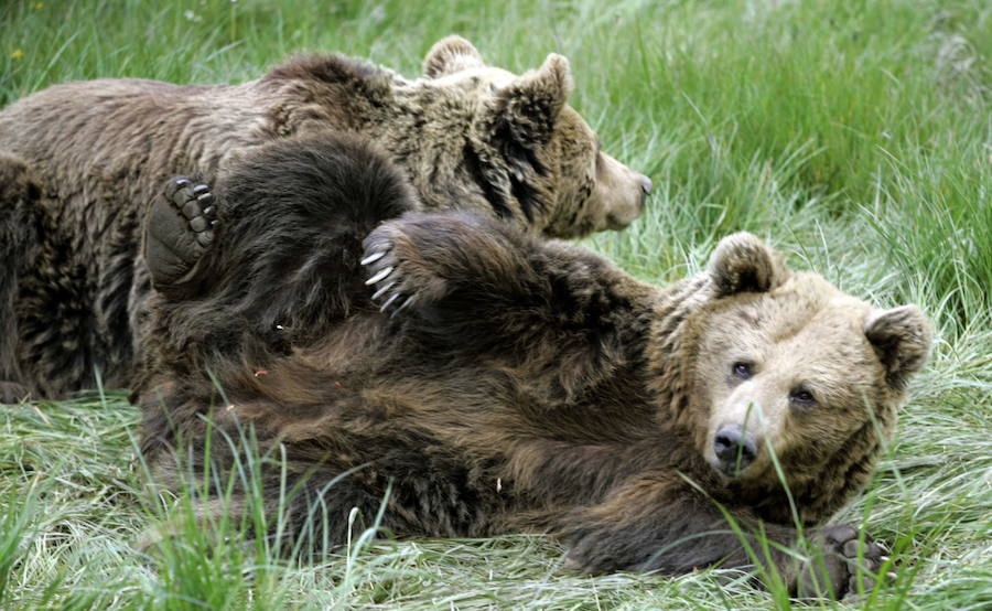 La vida de la osa &#039;Tola&#039;, en imágenes