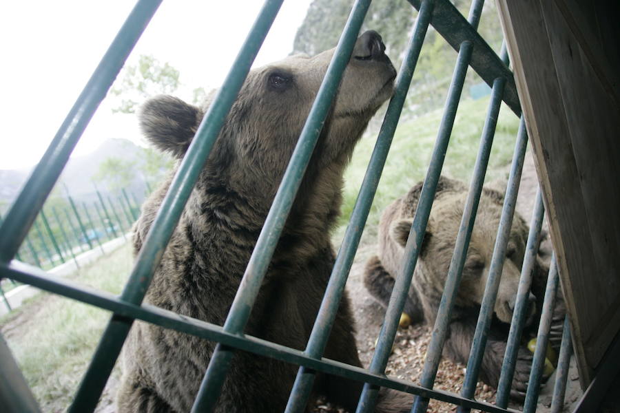 La vida de la osa &#039;Tola&#039;, en imágenes