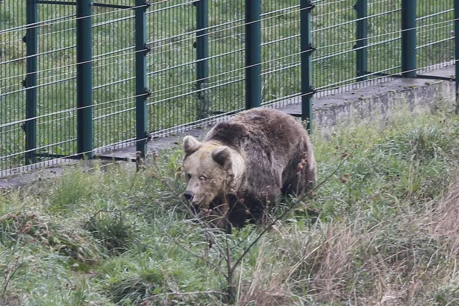 La soledad de la osa Paca en el cercado tras la muerte de Tola