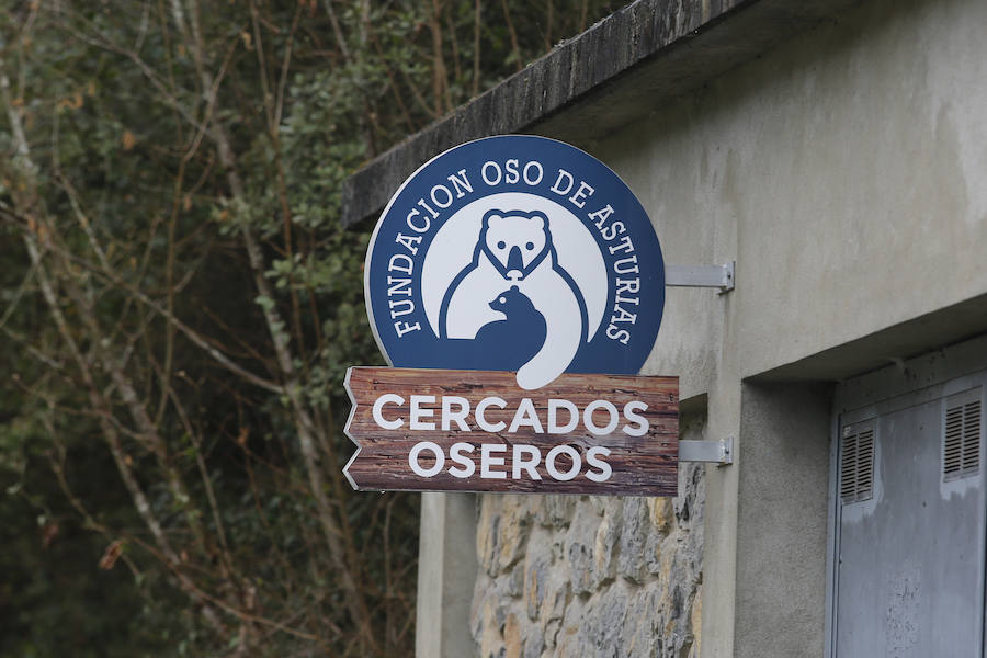 La soledad de la osa Paca en el cercado tras la muerte de Tola