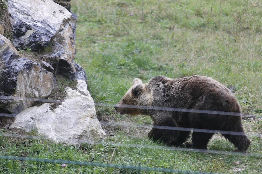 La soledad de la osa Paca en el cercado tras la muerte de Tola