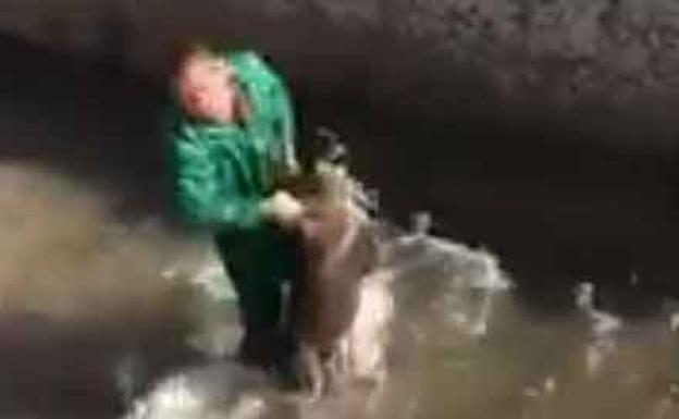 El brutal ensañamiento contra un jabalí atrapado en un canal de riego