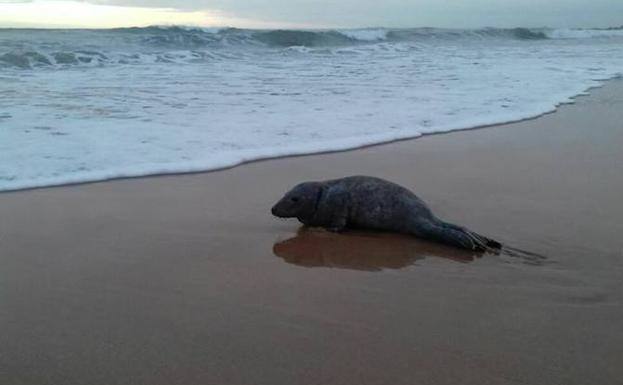 Foca gris encontrada en una playa del Oriente de Asturias