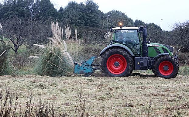 Un tractor tira de una desbrozadora para eliminar los plumeros de la Pampa situados en una de las parcelas de titularidad municipal en el polígono de Porceyo. 