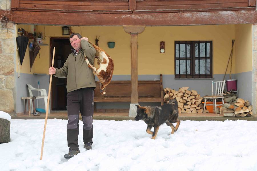 El concejo de Amieva se encuentra cubierto de un manto blanco tras las últimas nevadas, que dejan estas imágenes
