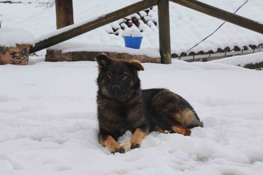 El concejo de Amieva se encuentra cubierto de un manto blanco tras las últimas nevadas, que dejan estas imágenes