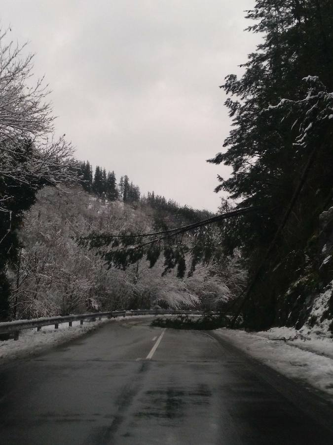 La llegada de un nuevo frente frío mantiene gran parte de Asturias bajo un manto blanco. Además de la nieve, la caída de árboles está complicando la circulación en varias carreteras de la región. 