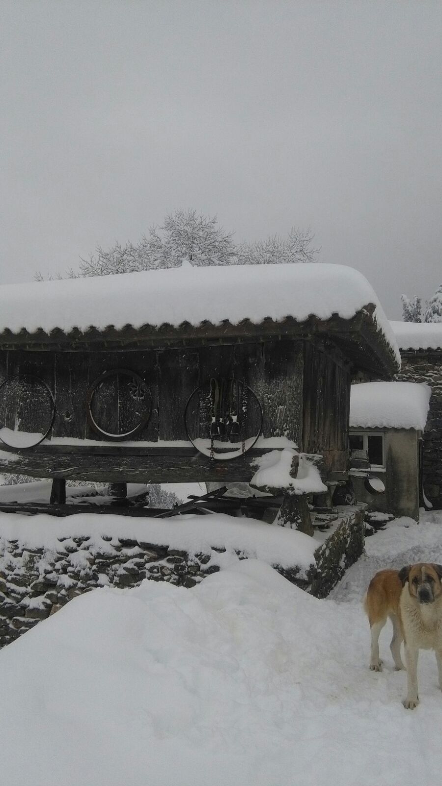 La llegada de un nuevo frente frío mantiene gran parte de Asturias bajo un manto blanco. Además de la nieve, la caída de árboles está complicando la circulación en varias carreteras de la región. 