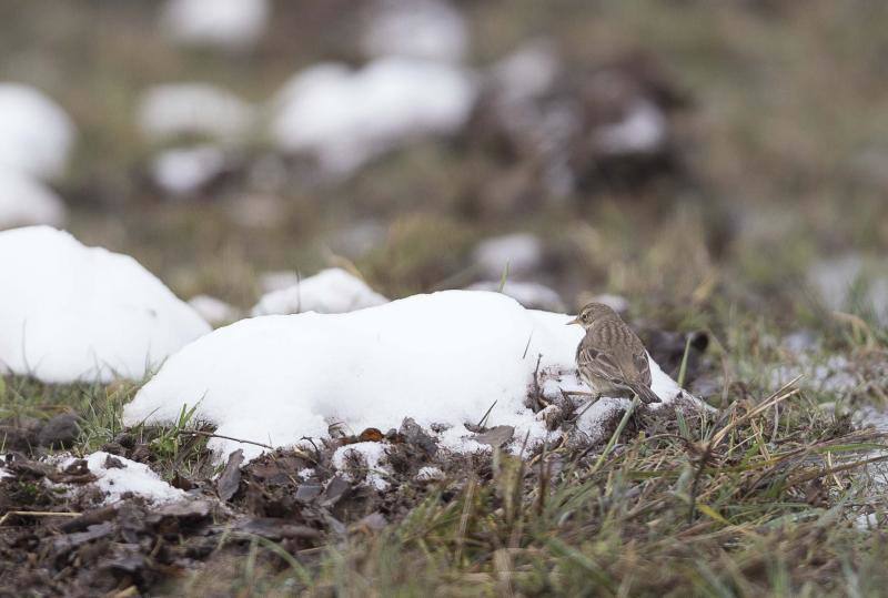 El Naranco cubierto de nieve se ha convertido en toda una atracción para muchos vecinos de Oviedo, que no han dudado en acercarse a disfrutar de la estampa. Otros puntos como Afilorios o Pedrovieya también se han cubierto de nieve. 