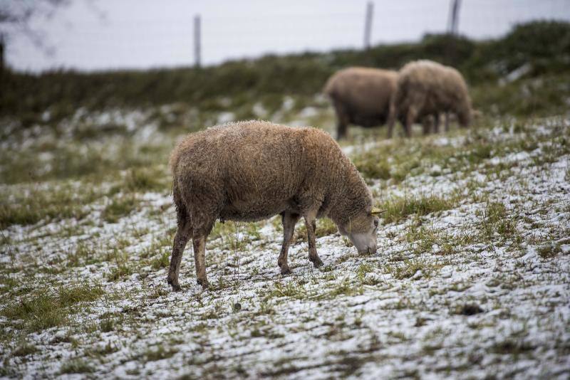 El Naranco cubierto de nieve se ha convertido en toda una atracción para muchos vecinos de Oviedo, que no han dudado en acercarse a disfrutar de la estampa. Otros puntos como Afilorios o Pedrovieya también se han cubierto de nieve. 