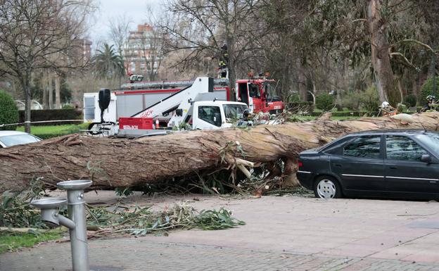 Imagen. El eucalipto derribado por el viento a la altura del ‘Kilometrín’: