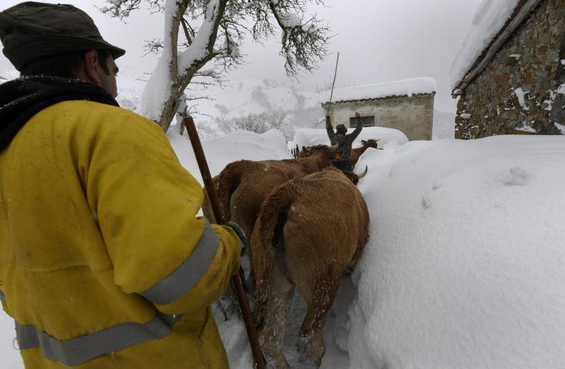 En los municipos de las Cuencas se afanan por despejar los accesos a los pequeños núcleos de población, que han quedado impracticables, no solo por la nieve acumulada, sino por argayos y caídas de árboles. La autopista del Huerna, por su parte, está abierta a todo tipo de vehículos.