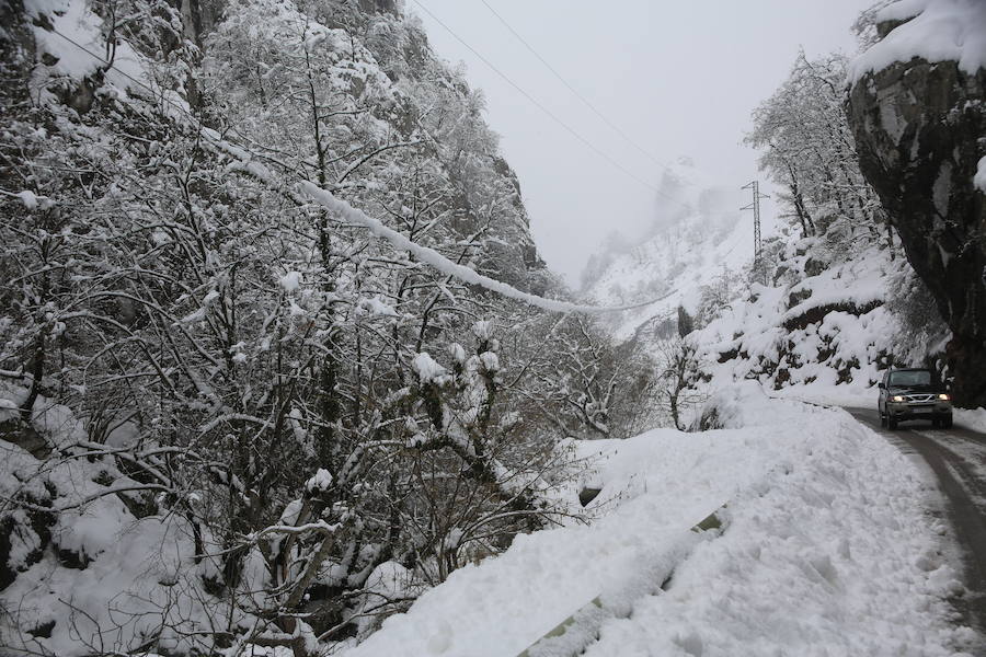 Localidades del Oriente de Asturias como Tielve o La Robellada están bajo un manto blanco. Las carreteras presentan cuantiosos problemas y el riesgo de aludes es importante en puntos como Sotres. 