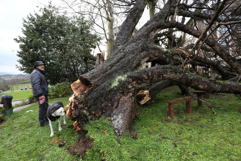 Acumulación de residuos en San Lorenzo, árboles destrozados y mucho frío. Son las consecuencias que ha dejado el temporal en Gijón.