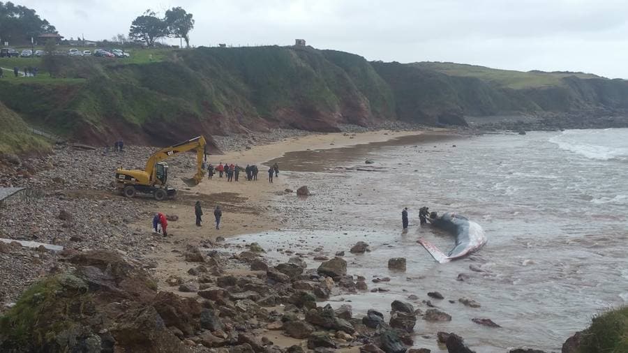 La playa de Arenal de Morís fue testigo de un ejemplar de este cetáceo de 18 metros de longitud, cuyo cadáver fue encontrado en el arenal