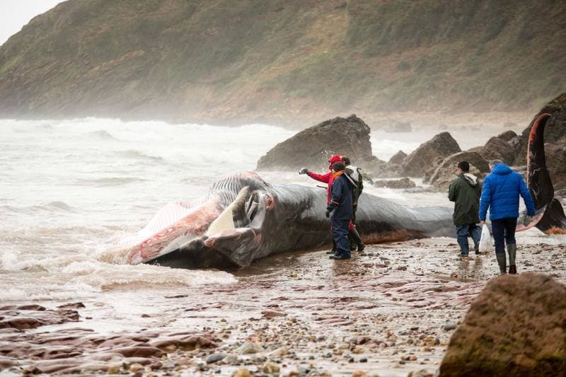Técnicos de Cogersa estudian diferentes maneras de llevarse el cetáceo de 18 metros que apareció en el Arenal de Morís este miércoles