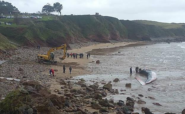 Trocean la ballena varada en Caravia para retirar el cadáver