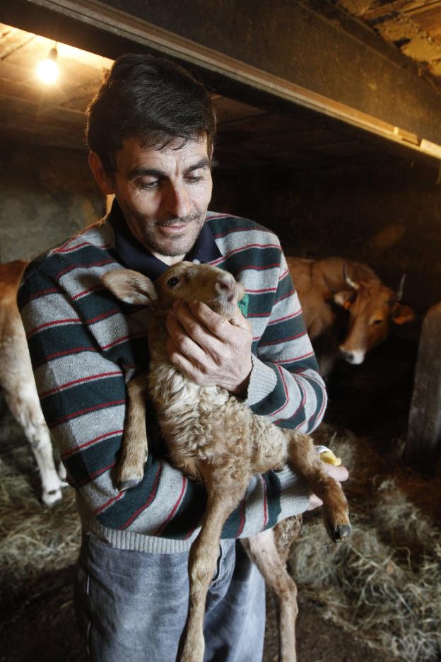 David Martín, con una de sus ovejas, en Deva. 