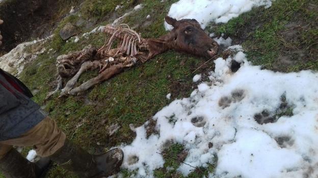 Cadáver del potro hallado ayer en Carbaeu, en Amieva 