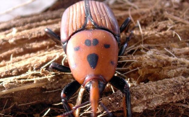 El escarabajo picudo rojo, presente en Asturias, se alimenta vorazmente de las palmeras