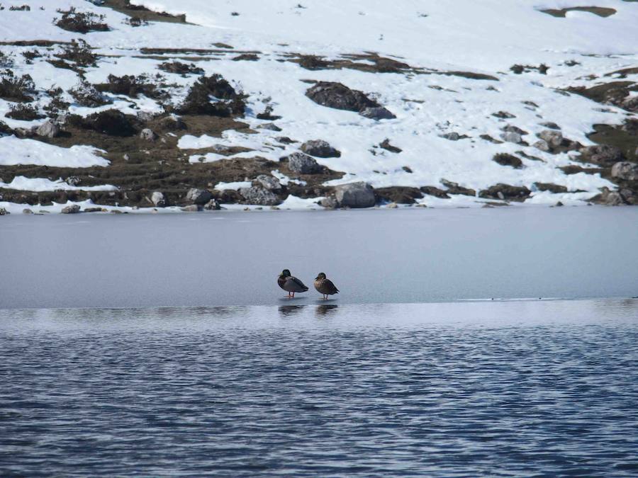 Fotos: La belleza helada de los lagos de Covadonga