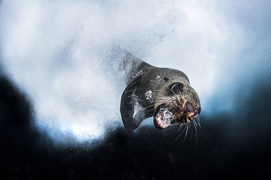 CAPE FUR SEAL - Ganador: Mundo Sumergido