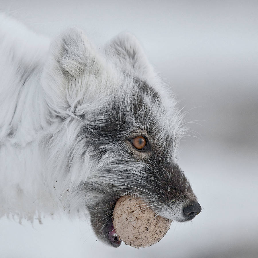 THE ARCTIC FOX WITH AN EGG - Mención de Honor: Mundo Animal