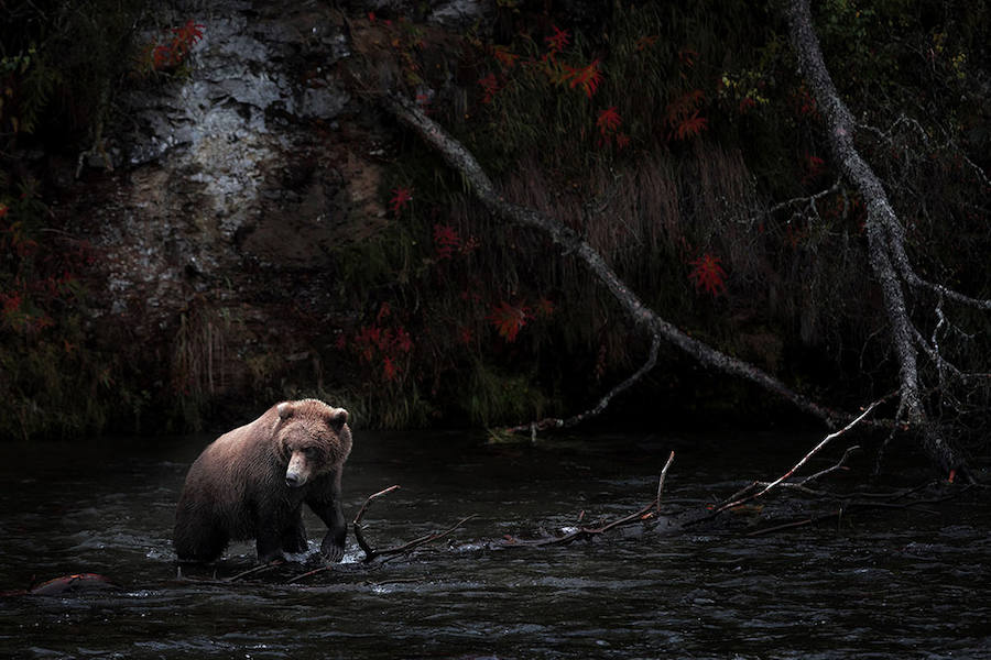 BROOKS FALLS - Mención de Honor: Mundo Animal