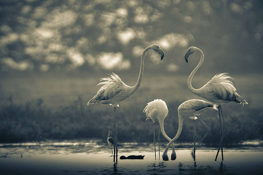 BIRD ART - Mención de Honor: Mundo de las Aves