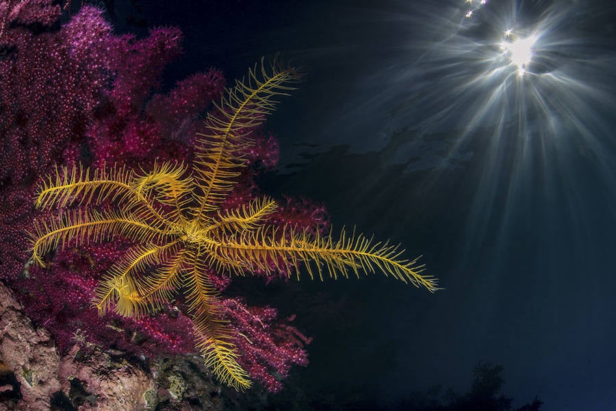 RGB - Mención de Honor: Mundo Sumergido