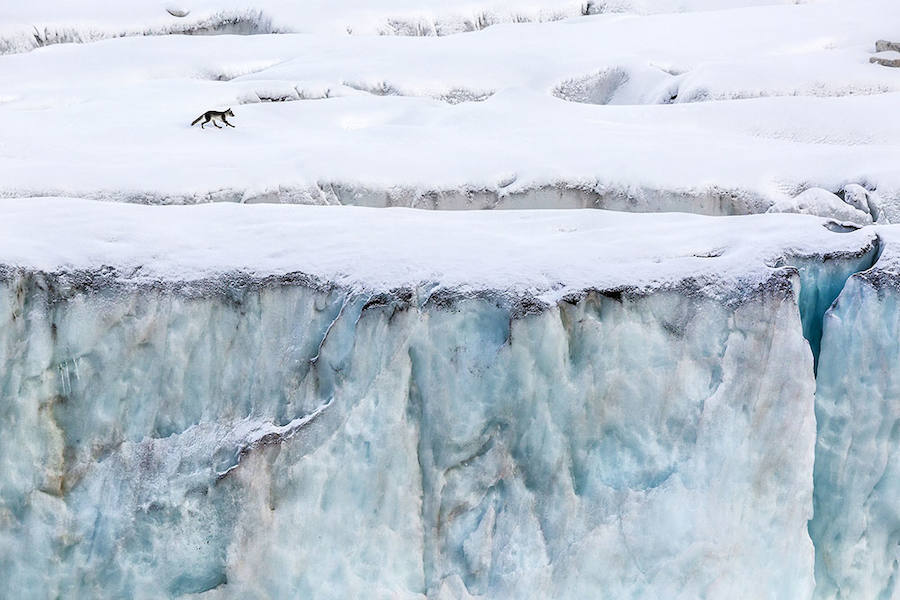 PATROLLING THE ICE FRONT - Mención de Honor: Tema del Año: Zonas Frias
