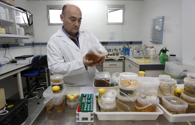 Javier Cristobo, en uno de los laboratorios del centro. 