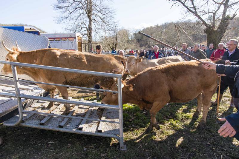 10.000 personas acudieron a esta cita anual de la localidad canguesa, en la que las reses más demandadas fueron las vacas de valles con cría.