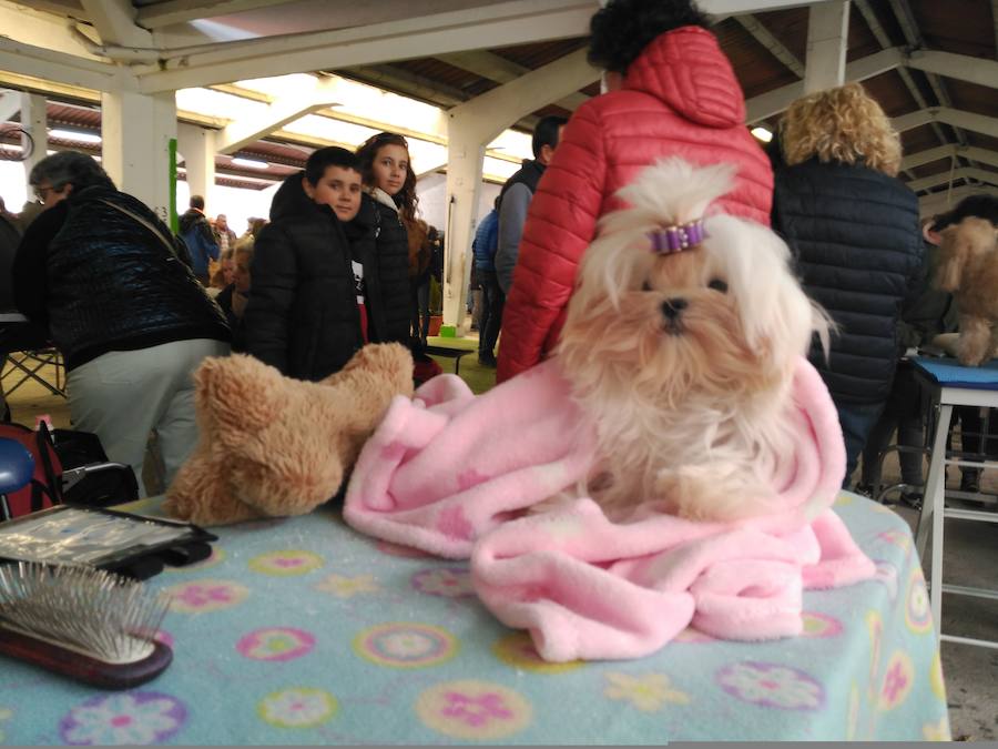 El recinto ferial de Tineo acoge la XXIV edición de la Feria del Perro, un evento convertido ya en referente dentro del panorama regional y nacional