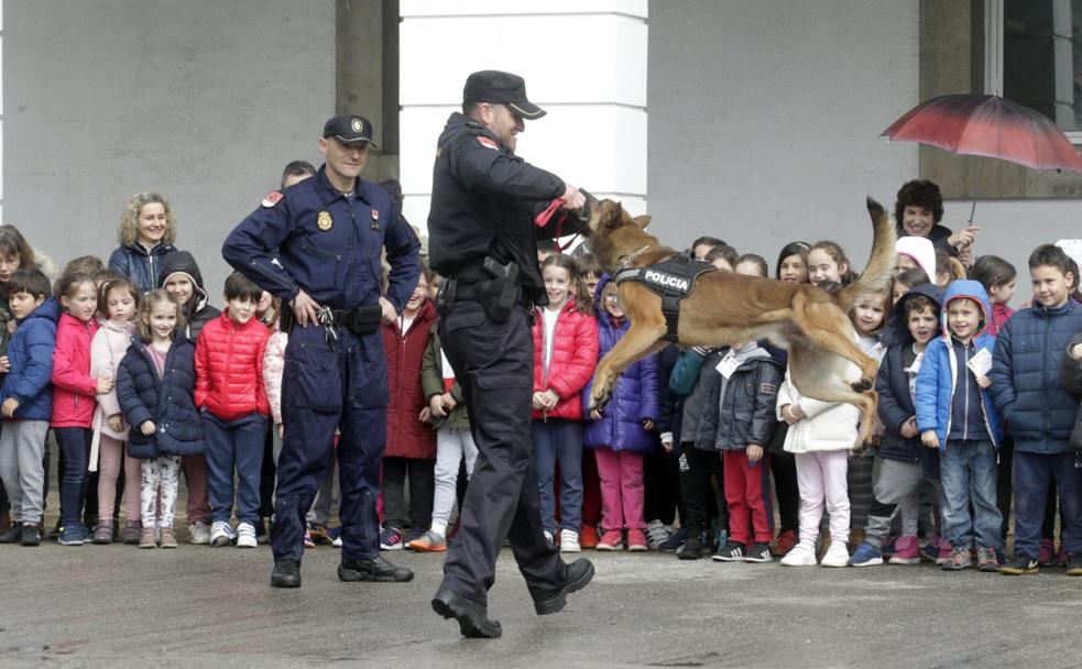 'Mali', el pastor belga que forma parte de la unidad de Guías Caninos, fue la estrella de la exhibición policial en el cuartel de Buenavista. 