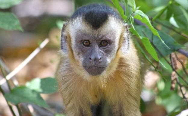Cinco monos capuchinos llegan al Zoo de Oviedo