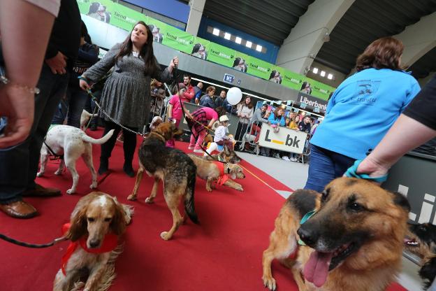 Perros en una anterior edición de Principets. 