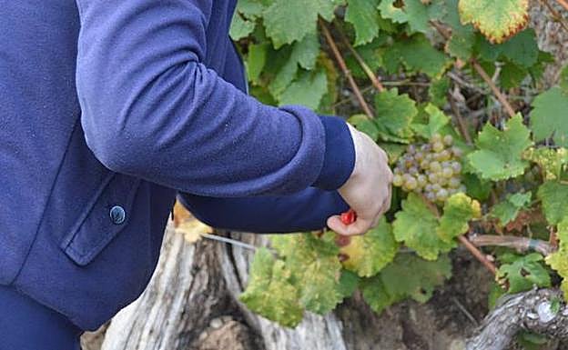 Casas pide criterios «más generosos» para ampliar los viñedos de la DOP Vino de Cangas