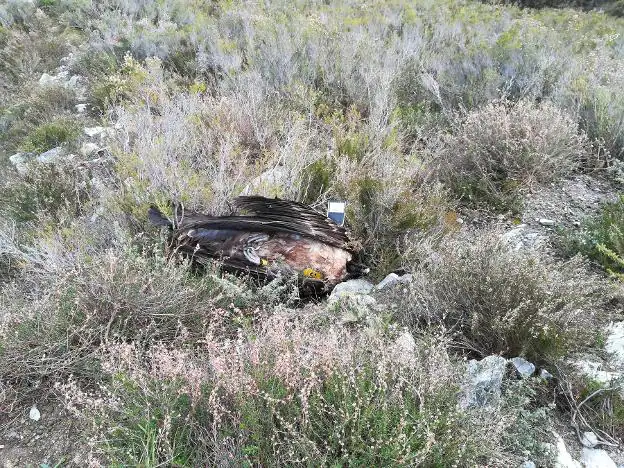 Cadáver del quebrantahuesos 'Julia' hallado en Peñamellera Alta. 