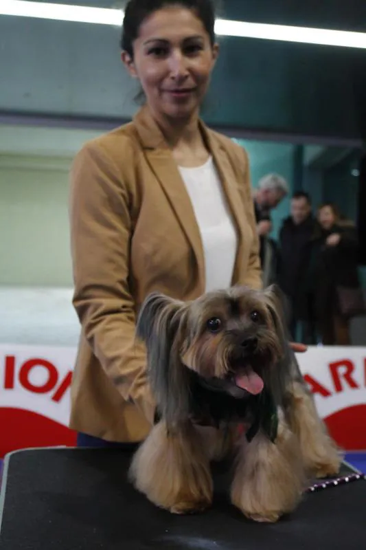 Parte de la actividad del Salón de la Mascota organizado por la Cámara de Comercio de Avilés tiene que ver con la peluquería canina