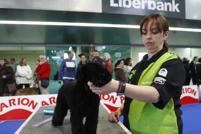 Parte de la actividad del Salón de la Mascota organizado por la Cámara de Comercio de Avilés tiene que ver con la peluquería canina